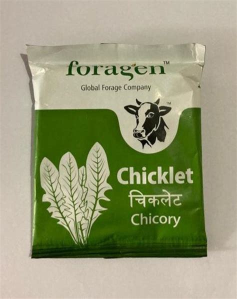 chiclet foragen|Chicory Chicklet (Foragen) — Farmers Stop.